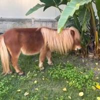 Mini Pony