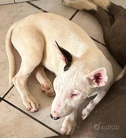 Bull terrier