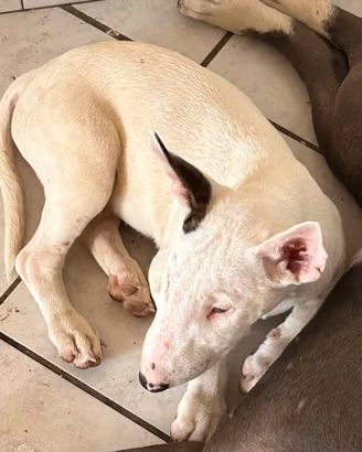 Bull terrier