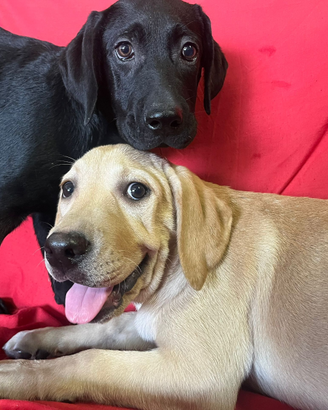 Labrador