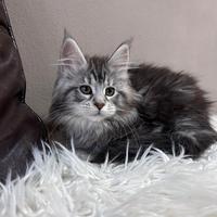 Femmine di Maine Coon