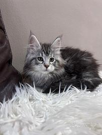 Femmine di Maine Coon
