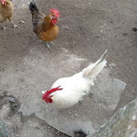 Gallo di 1 anno