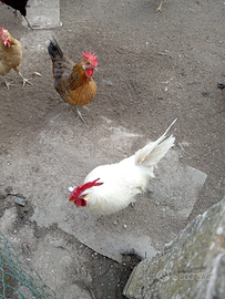 Gallo di 1 anno