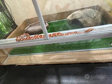 Serpente del grano