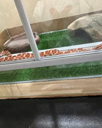 Serpente del grano