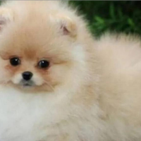 Cucciolo di spitz di pomerania