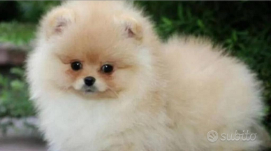 Cucciolo di spitz di pomerania