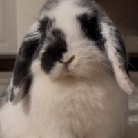 Coniglietta Mini Lop