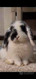 Coniglietta Mini Lop