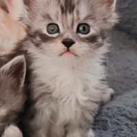 Cucciola Maine Coon con pedigree
