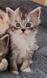 Cucciola Maine Coon con pedigree