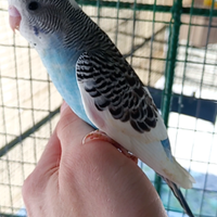 Cocorite allevate a mano