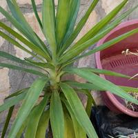 cactus piante grasse 