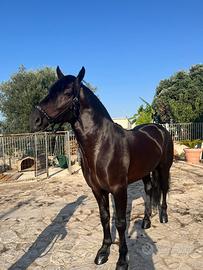 Vendita cavallo