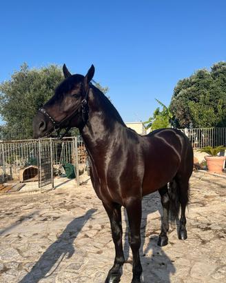Vendita cavallo