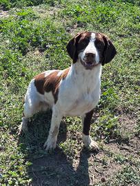 Springer spaniel