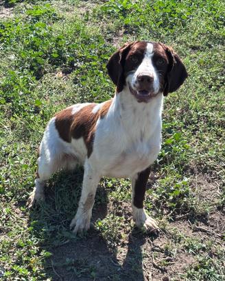 Springer spaniel