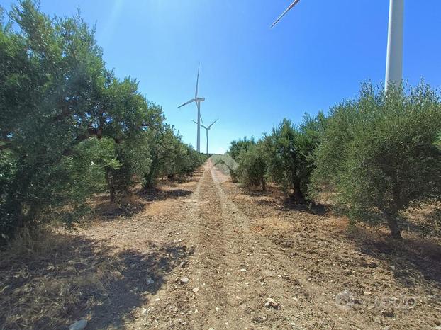 TER. AGRICOLO A TARSIA