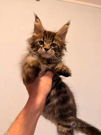 Cuccioli di Mainecoon