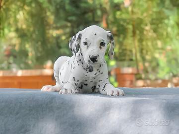 Cucciolo di Dalmata maschio disponibile