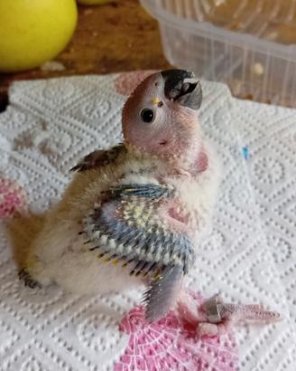 Pulli di conuro del sole