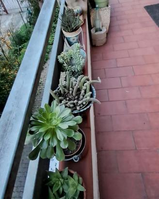 piante da arredamento