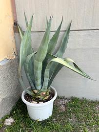 Pianta grassa Agave Americana varie dimensioni