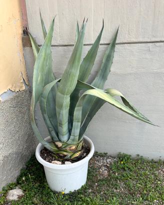 Pianta grassa Agave Americana varie dimensioni