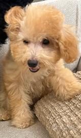 Cucciolo maltipo barboncino