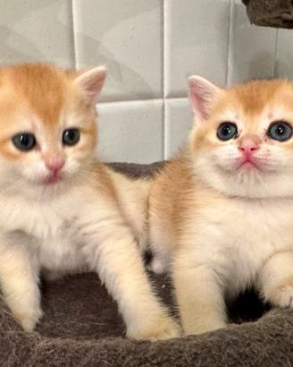 Gattini British shorthair golden e Scottish