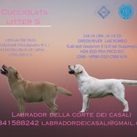 Cuccioli Labrador biondi e cioccolato