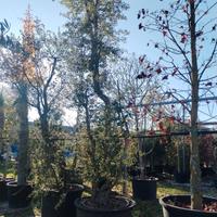 pianta di sughera in foto