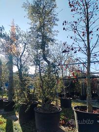 pianta di sughera in foto