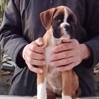 Boxer cuccioli