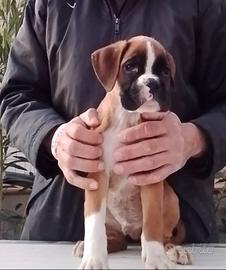 Boxer cuccioli