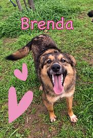 Brenda, 1 anno, taglia media