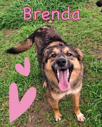 Brenda, 1 anno, taglia media