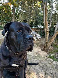 Cane corso monta