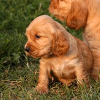 Cucciolina Cocker Spaniel