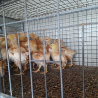 Pulcini e pulcinotti