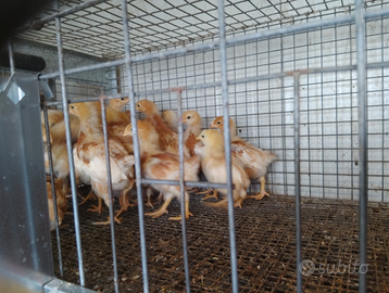 Pulcini e pulcinotti