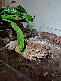 Rospo Incilius alvarius