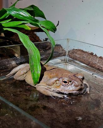 Rospo Incilius alvarius