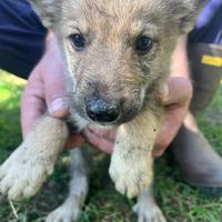 Cuccioli di cane lupo cecoslovacco