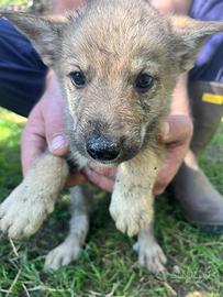 Cuccioli di cane lupo cecoslovacco