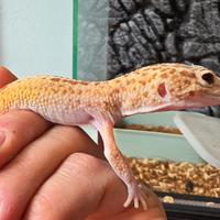 Geko leopardino femmina più possibile teca