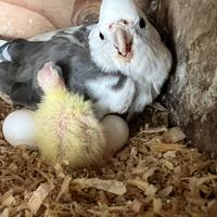 Calopsite da allevare a mano