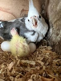 Calopsite da allevare a mano