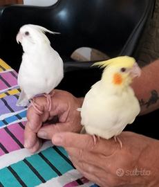 Calopsiti allevate a mano
